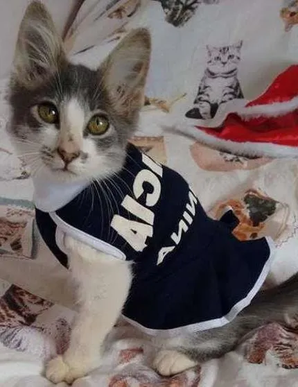 Gato ra a SRD idade 2 a 6 meses nome Dara