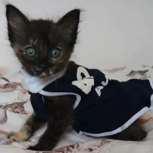 Gato raça SRD idade Abaixo de 2 meses nome Safira