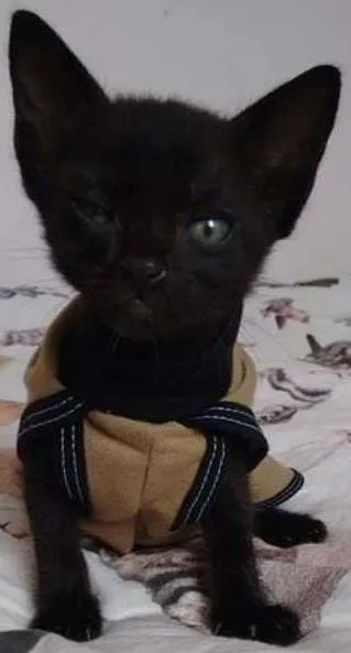 Gato ra a SRD idade Abaixo de 2 meses nome Café