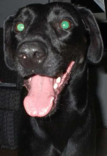 Cachorro ra a weimaraner X labrador idade 5 anos nome Brooklin