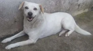 Cachorro raça TEIA idade 3 anos nome TETECO
