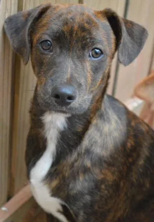 Cachorro raça SRD idade 2 a 6 meses nome AQUILES