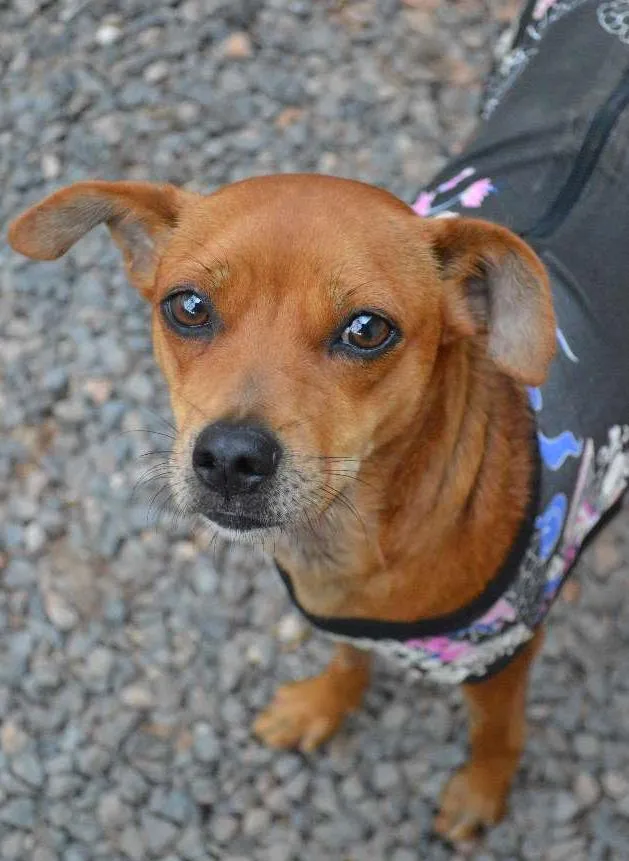 Cachorro raça SRD idade 2 anos nome Linda Luna