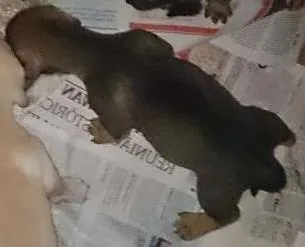 Cachorro ra a  idade Abaixo de 2 meses nome varios