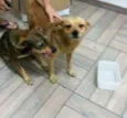 Nina e Nino