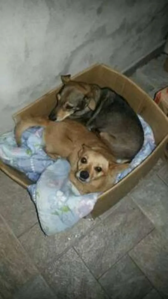 Cachorro ra a SRD idade 1 ano nome Nina e Nino