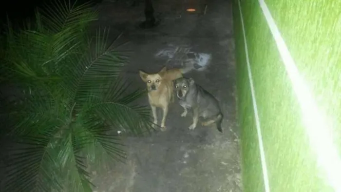 Cachorro ra a SRD idade 1 ano nome Nina e Nino