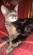 Scarlett e Dorat