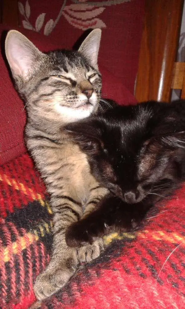 Gato ra a vira lata idade 2 a 6 meses nome Scarlett e Dorat