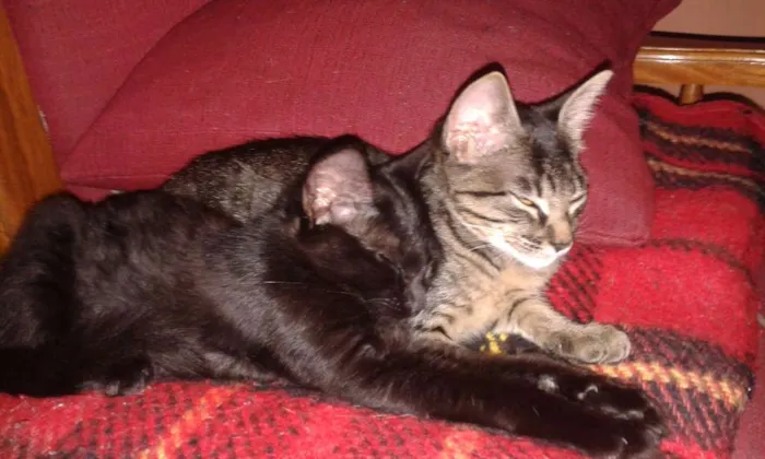 Gato ra a vira lata idade 2 a 6 meses nome Scarlett e Dorat
