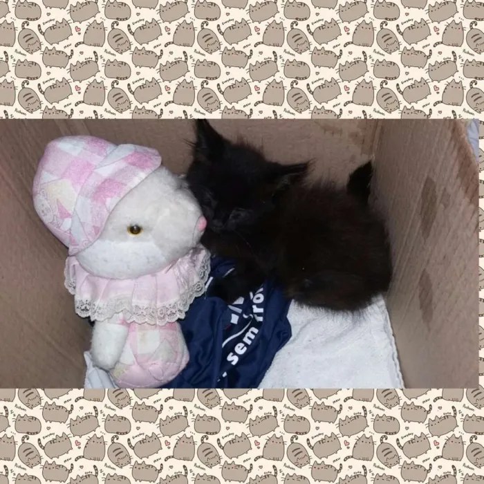 Gato ra a Raça não definida  idade Abaixo de 2 meses nome Banguelo