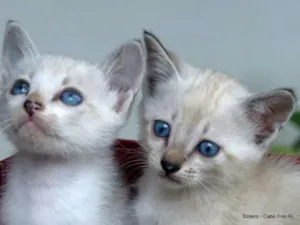 Gato raça Vira-lata idade Abaixo de 2 meses nome SEM NOME