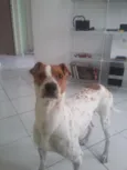 Tob