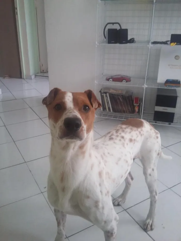 Cachorro raça sem raça definida idade 2 anos nome Tob