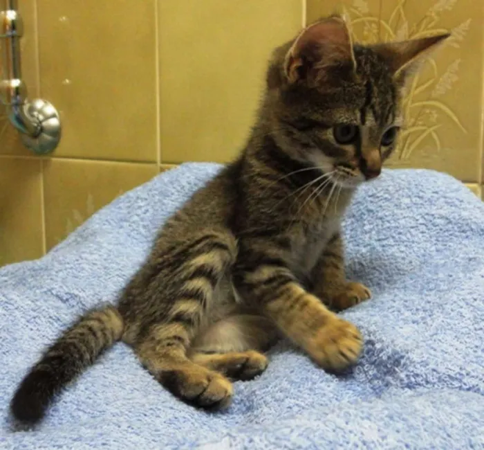 Gato ra a SRD idade 2 a 6 meses nome Victória