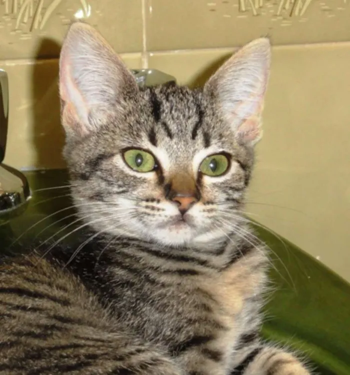 Gato ra a SRD idade 2 a 6 meses nome Victória