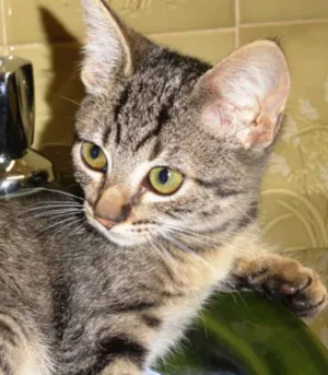 Gato raça SRD idade 2 a 6 meses nome Victória