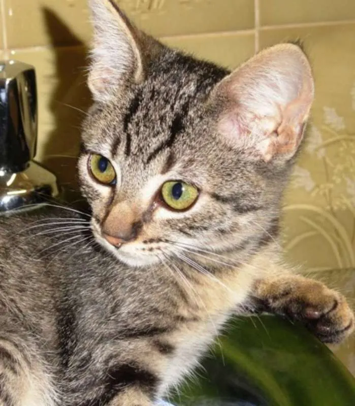 Gato ra a SRD idade 2 a 6 meses nome Victória