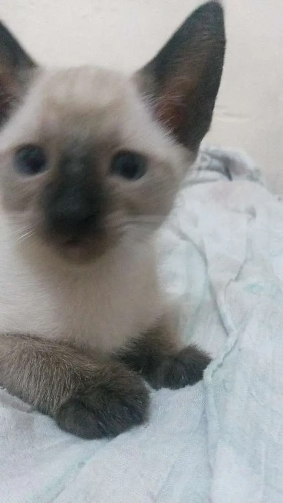 Gato ra a Siamês com branco  idade 2 a 6 meses nome Sem nome 