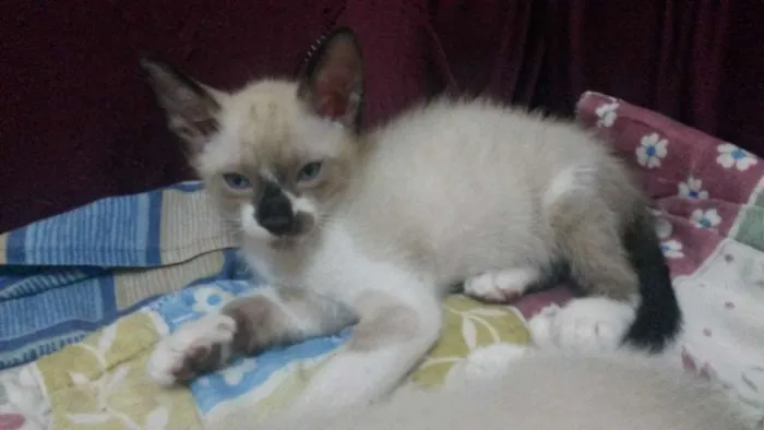 Gato ra a Siamês com branco  idade 2 a 6 meses nome Sem nome 