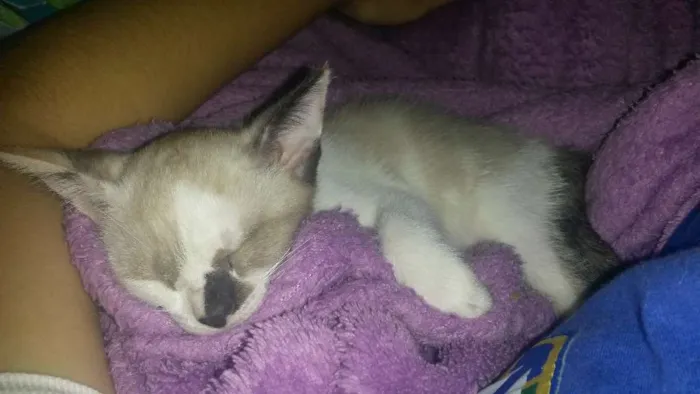 Gato ra a Siamês com branco  idade 2 a 6 meses nome Sem nome 