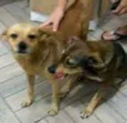 Nina e Nino