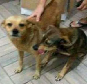 Cachorro raça SRD idade 1 ano nome Nina e Nino