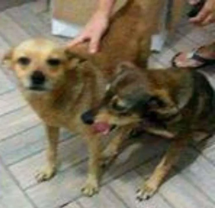 Cachorro ra a SRD idade 1 ano nome Nina e Nino