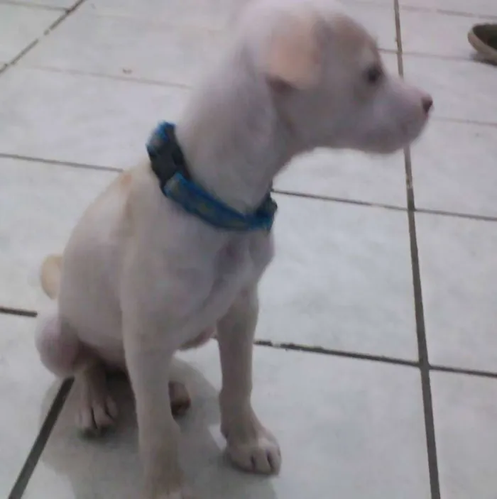 Cachorro ra a viralata idade 7 a 11 meses nome Bart