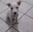 Bart