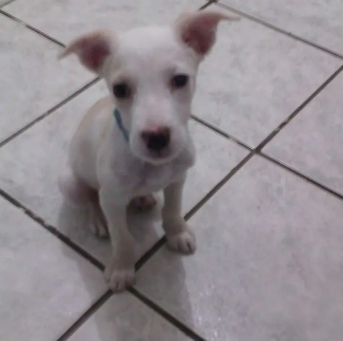 Cachorro ra a viralata idade 7 a 11 meses nome Bart