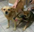 Nina e Nino
