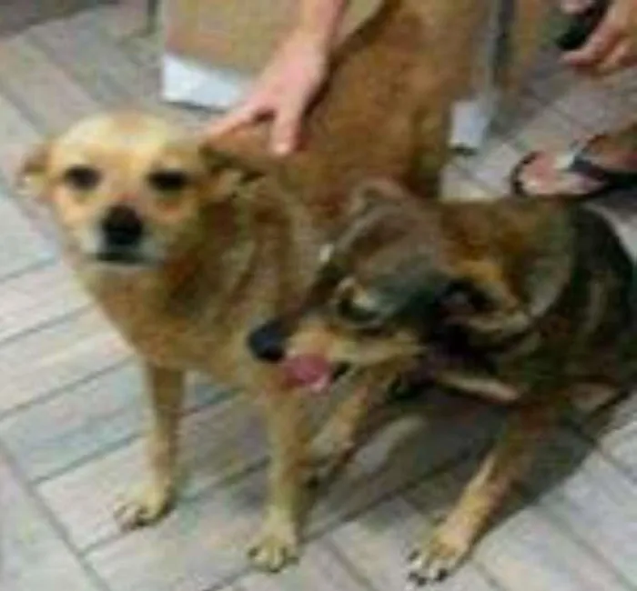 Cachorro ra a SRD idade 1 ano nome Nina e Nino