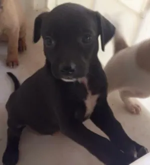 Cachorro raça Vira lata idade  nome Sem nome 