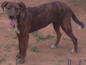 Cachorro raça Vira lata  idade 7 a 11 meses nome Sem nome