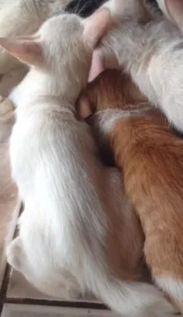 Gato raça Vira lata  idade Abaixo de 2 meses nome Sem nome 