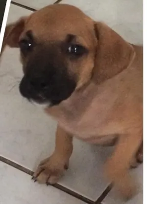 Cachorro raça Vira lata  idade 2 a 6 meses nome Sem nome 