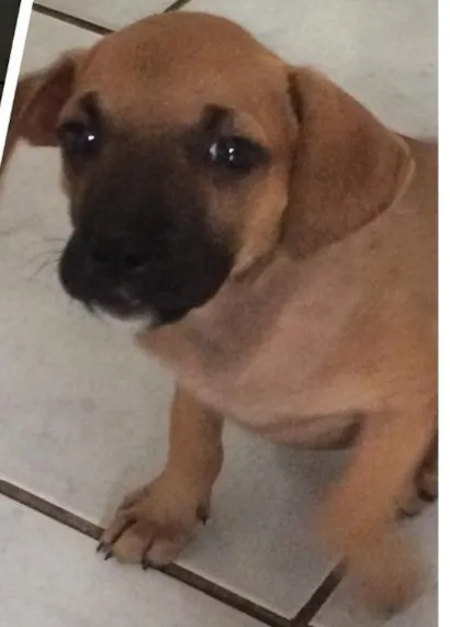 Cachorro raça Vira lata  idade 2 a 6 meses nome Sem nome 