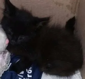 Gato raça Raça não definida  idade Abaixo de 2 meses nome Banguelo