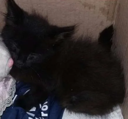 Gato ra a Raça não definida  idade Abaixo de 2 meses nome Banguelo