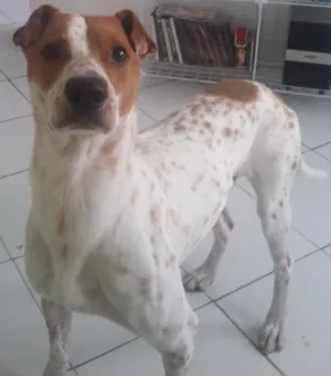 Cachorro raça sem raça definida idade 2 anos nome Tob