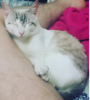 Gato raça SRD idade 1 ano nome Pietro