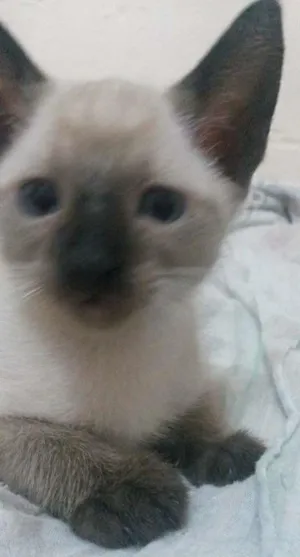 Gato raça Siamês com branco  idade 2 a 6 meses nome Sem nome 