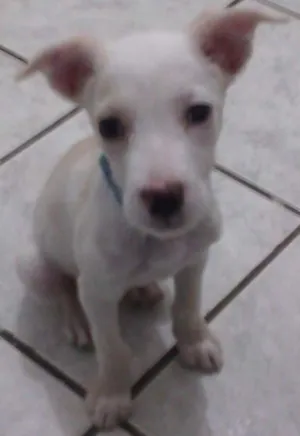 Cachorro raça viralata idade 7 a 11 meses nome Bart