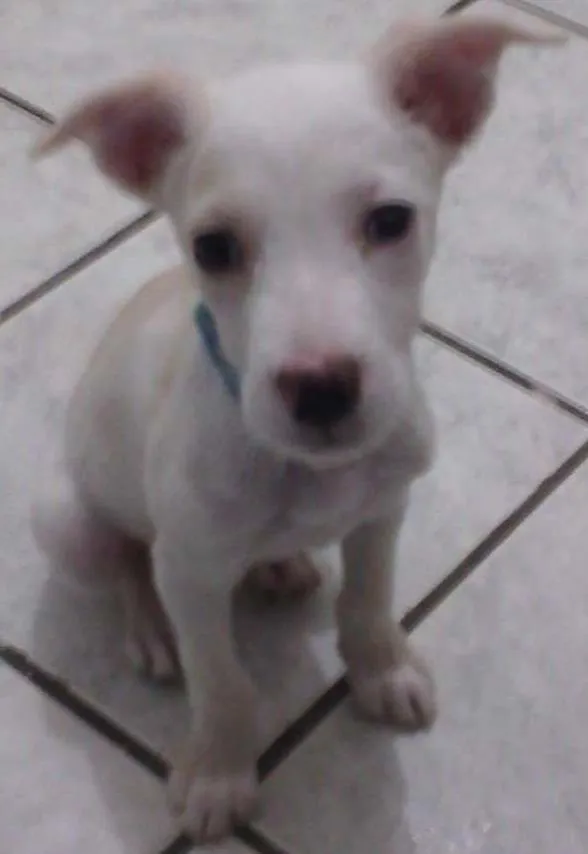 Cachorro ra a viralata idade 7 a 11 meses nome Bart
