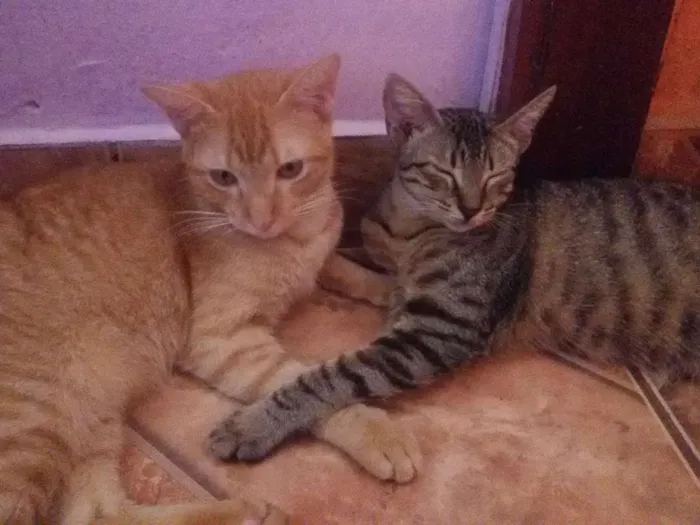 Gato ra a srd idade 2 a 6 meses nome Juju