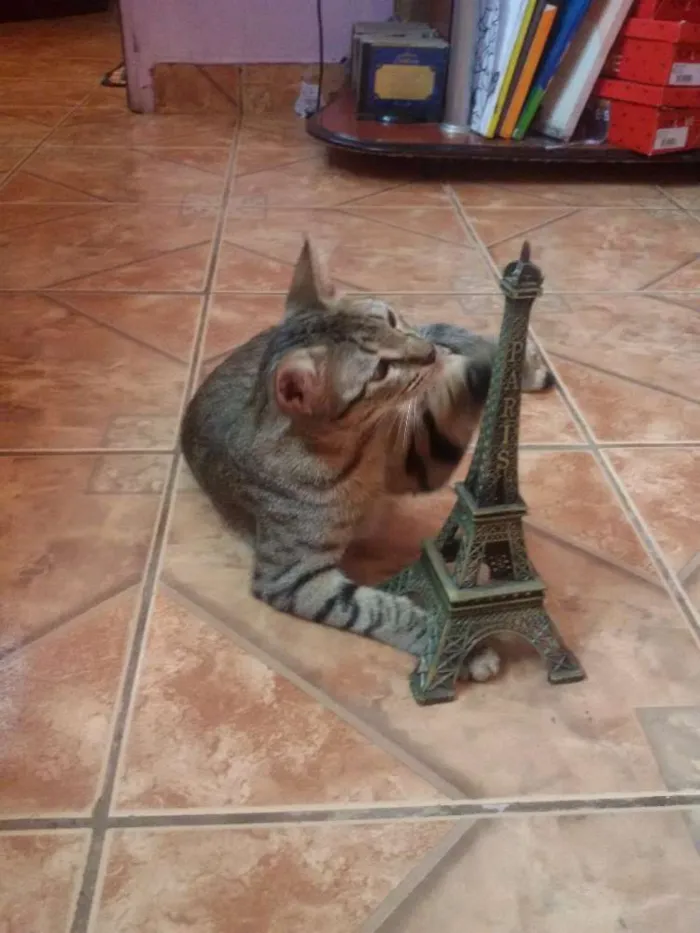 Gato ra a srd idade 2 a 6 meses nome Juju