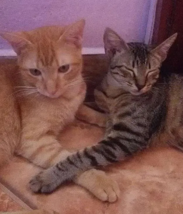 Gato ra a srd idade 2 a 6 meses nome Juju