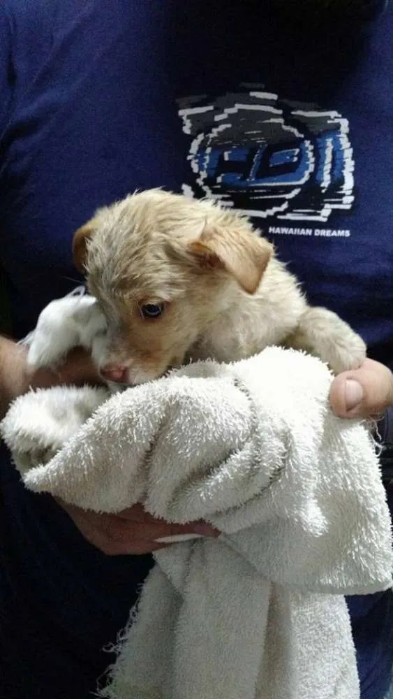 Cachorro ra a Vira lata idade 2 a 6 meses nome Sem nome 