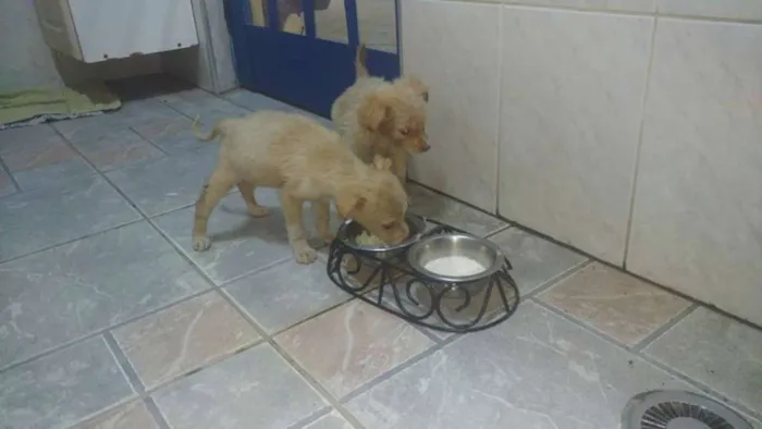 Cachorro ra a Vira lata idade 2 a 6 meses nome Sem nome 